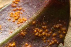 Pucciniastrum pyrolae