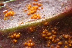 Pucciniastrum pyrolae