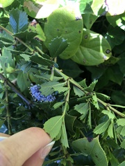 Ceanothus gloriosus