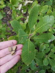 Quercus sadleriana