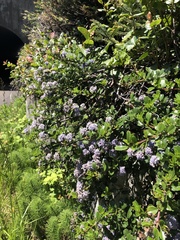 Ceanothus gloriosus