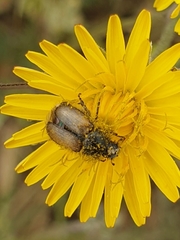 Chasmatopterus