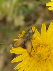 Chasmatopterus