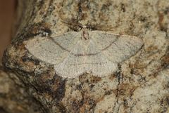 Adactylotis gesticularia