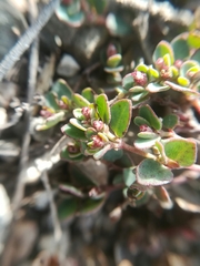 Euphorbia cinerascens