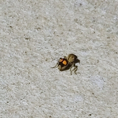 Traumatomutilla inermis