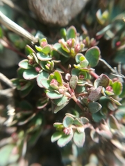 Euphorbia cinerascens