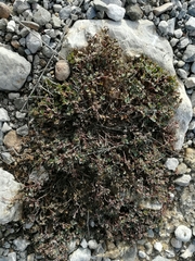 Euphorbia cinerascens