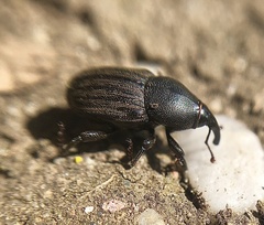 Sphenophorus striatopunctatus