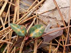 Pucciniastrum pyrolae