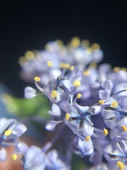 Ceanothus gloriosus