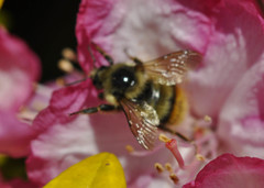 Rhododendron × hybridum