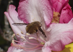 Rhododendron × hybridum