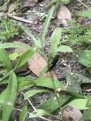 Protichneumon grandis