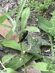 Protichneumon grandis