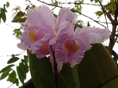 Cattleya