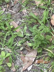Protichneumon grandis