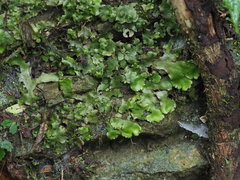 Wiesnerella denudata