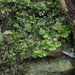 Wiesnerella denudata - Photo (c) Hong, algunos derechos reservados (CC BY-NC), subido por Hong