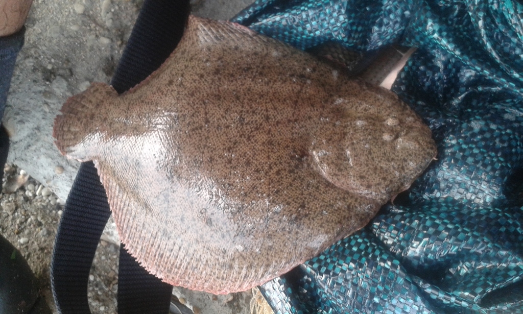 Freshwater Sole