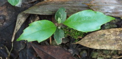 Ardisia cornudentata
