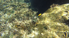 Pomacentrus moluccensis