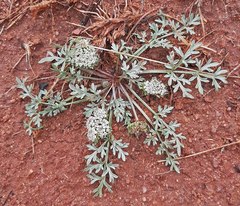 Cymopterus glomeratus
