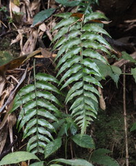 Asplenium wrightii
