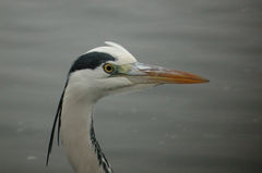 Ardea cinerea