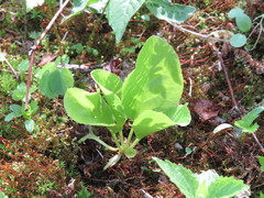 Pyrola elliptica