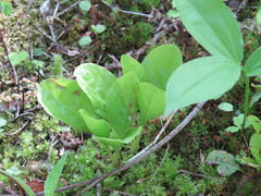 Pyrola elliptica