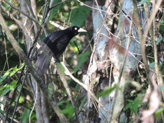 Amblycercus holosericeus