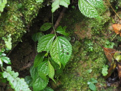 Elatostema rivulare