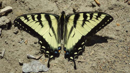 Canadian Tiger Swallowtail