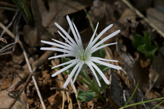 Silene nelsonii