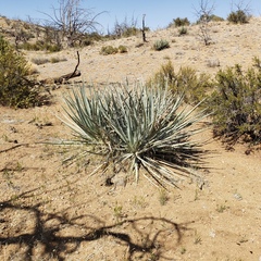Yucca baccata baccata