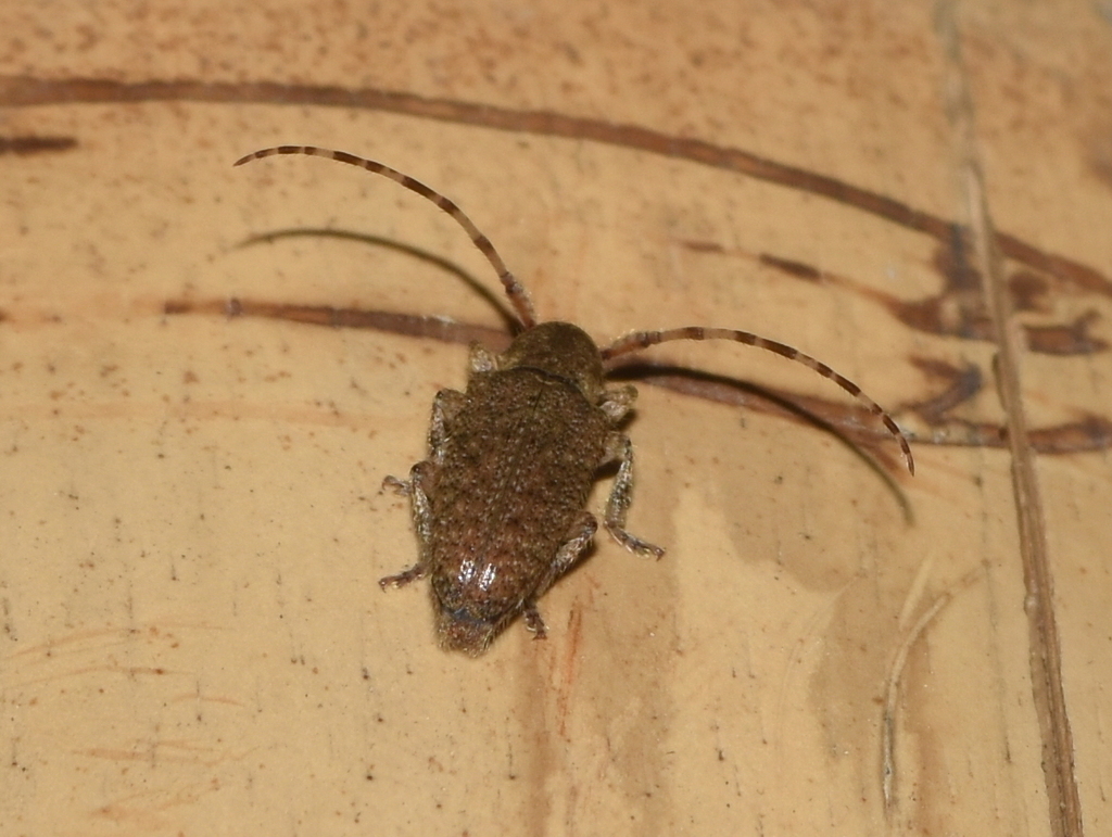 Drycothaea