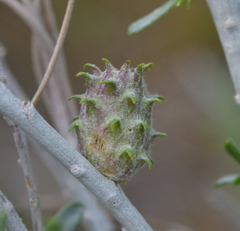 Rhopalomyia utahensis