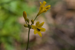 Triteleia crocea
