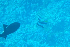 Heniochus diphreutes