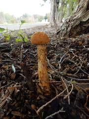 Battarrea phalloides