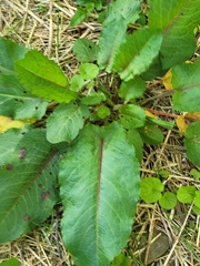 Rumex obtusifolius obtusifolius