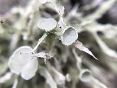Ramalina paludosa