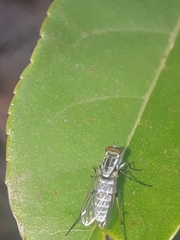 Penniverpa multisetosa