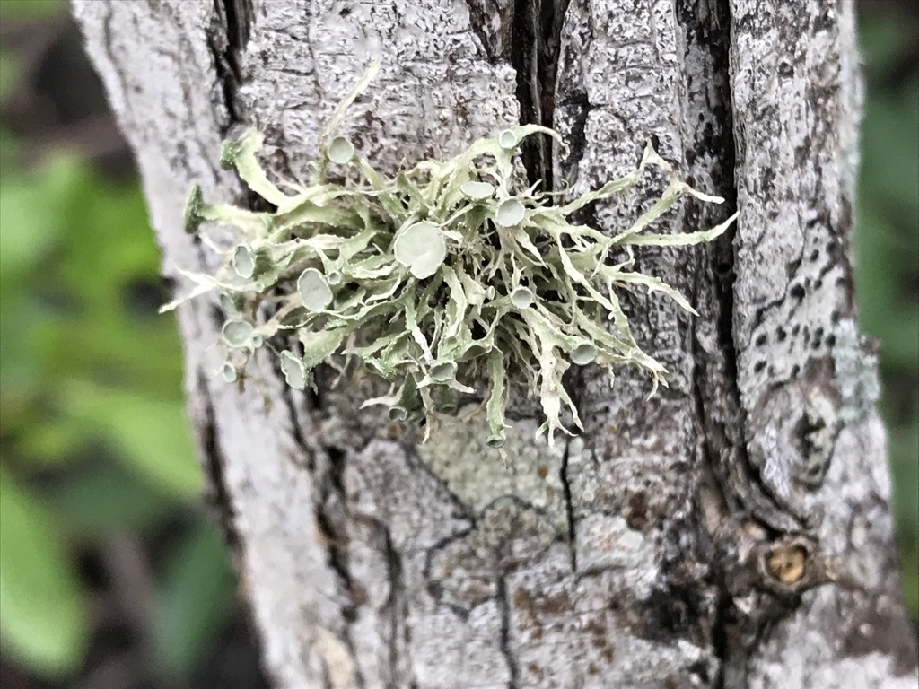 Ramalina paludosa