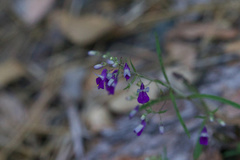 Collinsia linearis