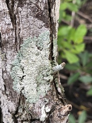 Heterodermia albicans