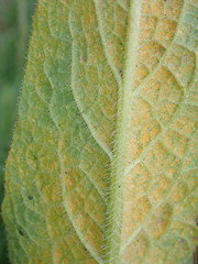 Pucciniastrum symphyti