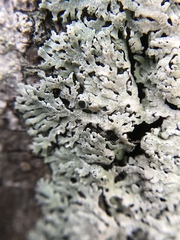 Heterodermia albicans