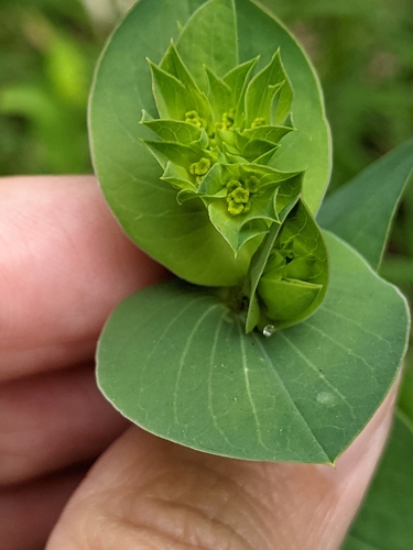 Bupleurum rotundifolium iNat (3)
